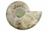 Cut & Polished Ammonite Fossil (Half) - Madagascar #347529-1